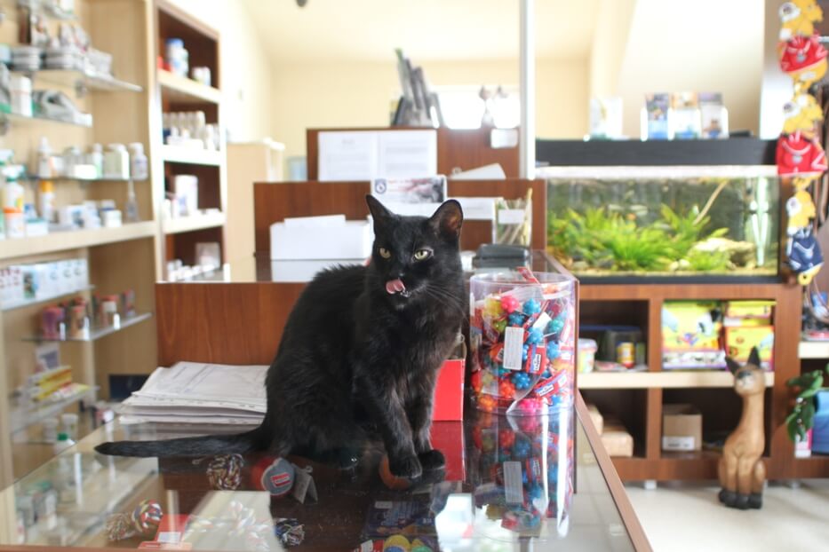 Macska a Murmuczok Állatgyógyászati Centrum pultján