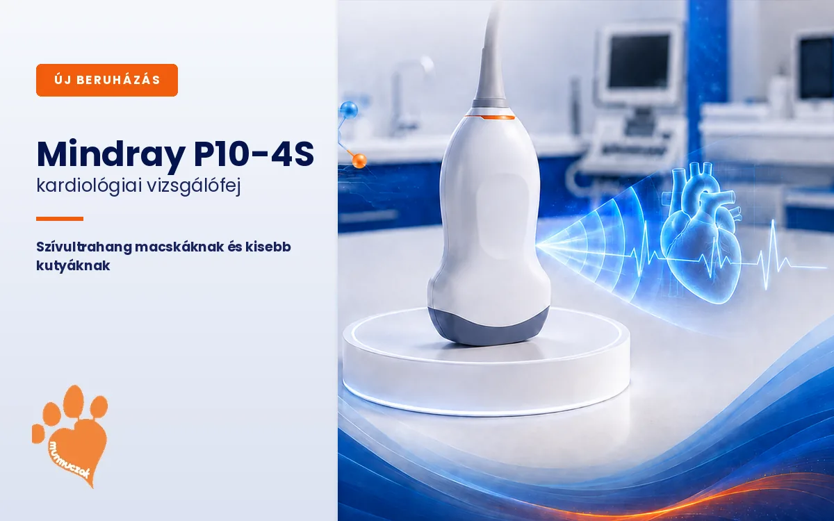 Mindray P10-4S kardiológiai vizsgálófej – szívultrahang macskáknak és kisebb kutyáknak a Murmuczok Állatgyógyászati Centrumban