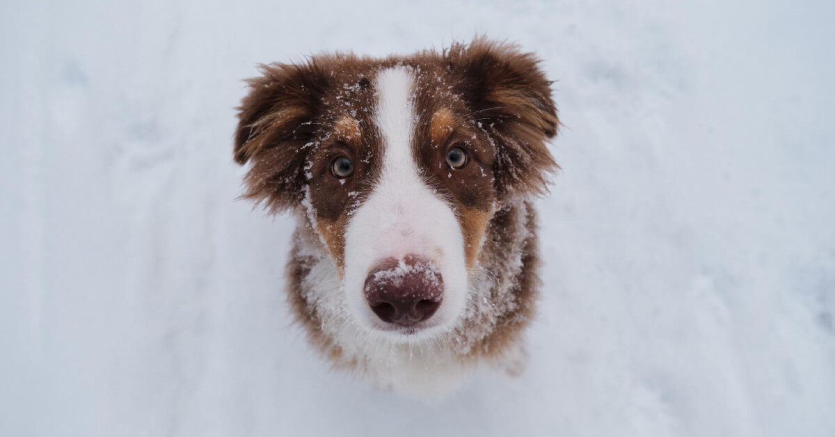Kutya télen felfelé néz Murmuczok